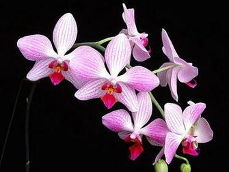 Wallpapernarium Orquideas Rosadas