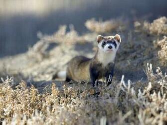 Black Footed Ferret Wallpaper
