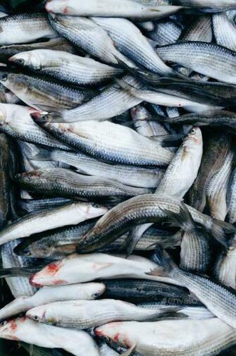 Grey Mullet Fish Background Stock Photo By Kravcs Photodune