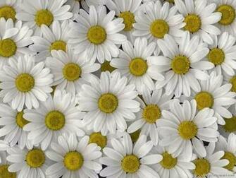 Wallpaper And Make This Daisy Flower For Your Desktop