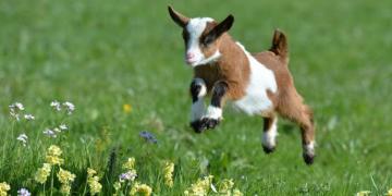 Top HD Goat Wallpaper Book Your