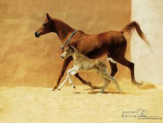 Horses Image Horse Wallpaper Photos