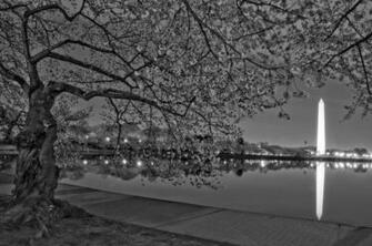 Cherry Blossoms At Night Washington Dc Location Usa