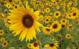 Sunflowers Desktop Background Photos