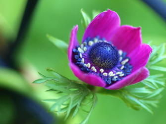 Purple Flower Nature Anemone HD Wallpaper