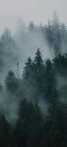 Mist iPhone Wallpaper