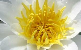 Wallpaper White Flowers