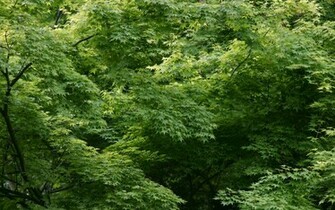 Wallpaper Nature Leaves