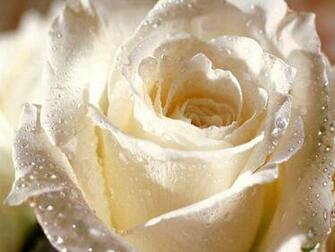 Flowers Pictures Wallpaper Red Roses