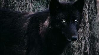 Timber Wolf Wallpaper Wallpoper