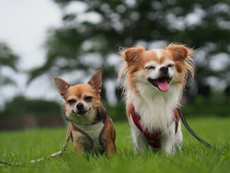 Wallpaper Chihuahua Dog Couple Joy Mood