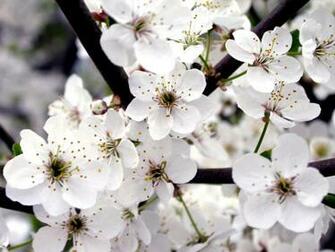 White And Pink Rose Wallpaper Camomile Flowers Desktop