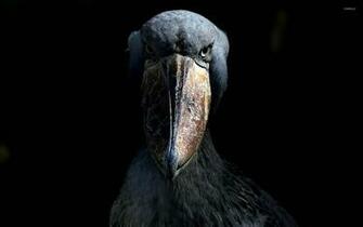 Shoebill Wallpaper Animal