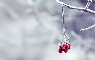 Snow Flowers Wallpaper By Hoatongoc