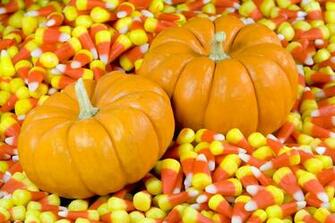 HD Pumpkin Wallpaper Net