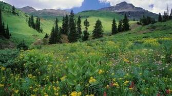 Mountains Landscapes Nature Meadows Colorado Wildflowers Wallpaper