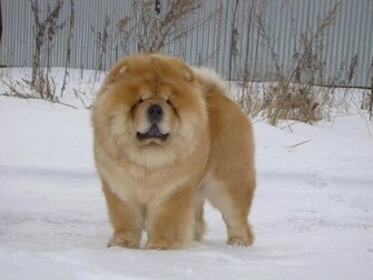 Chow On The Snow Sweet Dogs Wallpaper