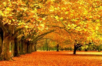 Beautiful Autumn Forest Wallpaper Pc High Resolution