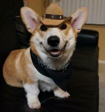Funny Corgi Pictures Dog