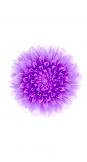 Flower Purple White Wallpaper