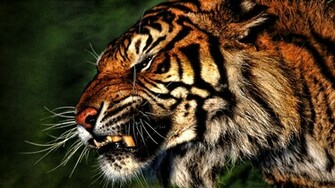 Tiger Wallpaper Which Is Under The