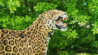 Windows HD Wallpaper Lions And Tigers