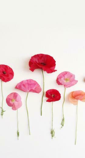 Carley Spencer On Flowers In Flower Wallpaper