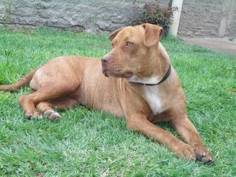 American Pitbull Wallpaper