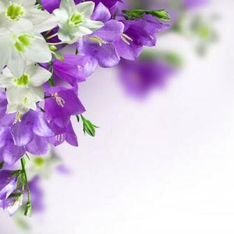Purple Flowers Background