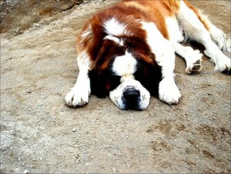 Saint Bernard Dog HD Wallpaper Dogs Full