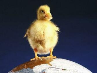 Yellow Duckling Wallpaper HD Walls Find