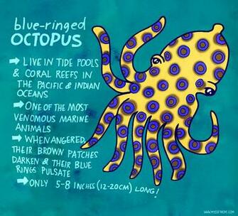 Blue Ringed Oc