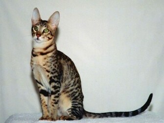 Bengal Cat Pc Wallpaper