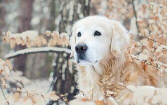 Winter Dogs Wallpaper