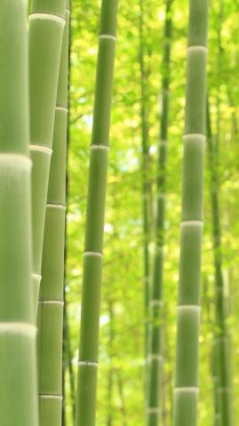 Bamboo iPhone Wallpaper On