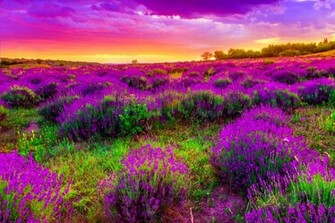 Spring Screensavers HD Wallpaper