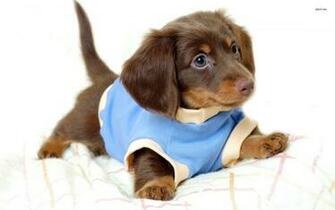 Weiner Dog Wallpaper Image