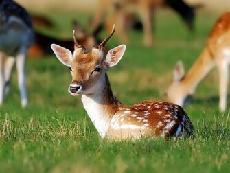 Wallpaper Deer For Walls HD Desktop