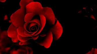 Wallpaper Red Rose Pictures Image