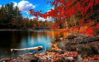 Fall Foliage Wallpaper HD
