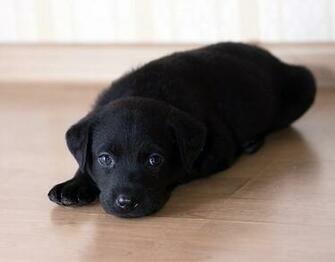 Black Labrador Puppy Background Wallpaper Jpg