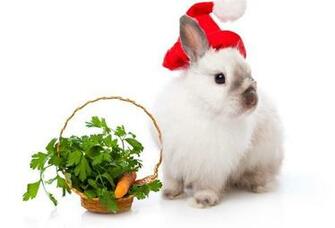 Wallpaper Christmas New Year Rabbit Hare Carrot Desktop
