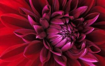 Windows Flower Wallpaper HD