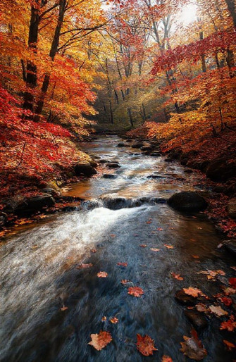 Autumn Stream Wallpaper