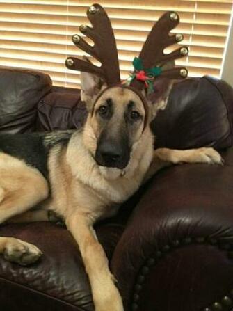 Christmas German Shepherd Used Dog Pictures