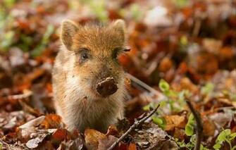 Pig Wild Boar The Beast Wallpaper Animals