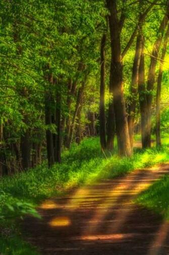 Forest Sn02 iPhone Wallpaper Background And Themes