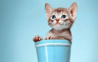 HD Cat Computer Wallpaper