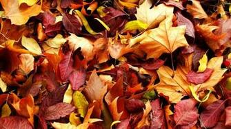 Autumn Leaf Wallpaper