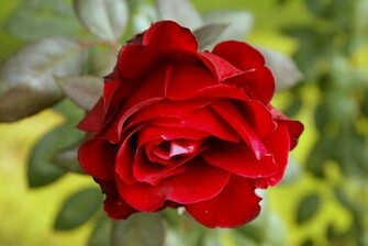 Home Flower Wallpaper Red Rose